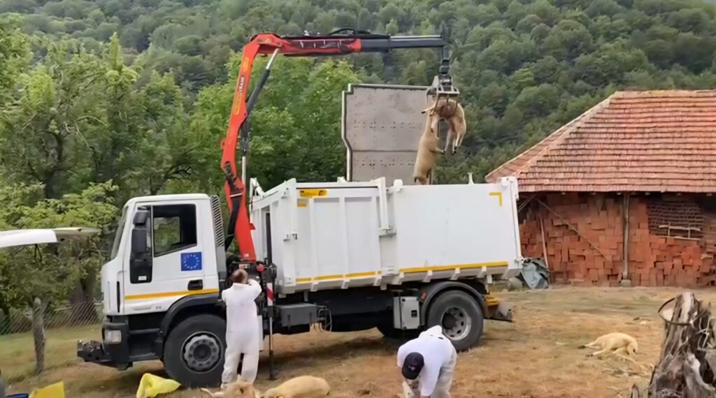 Болест плавог језика потврђена на територији општине Босилеград: Све мере предузете, здравље људи није угрожено