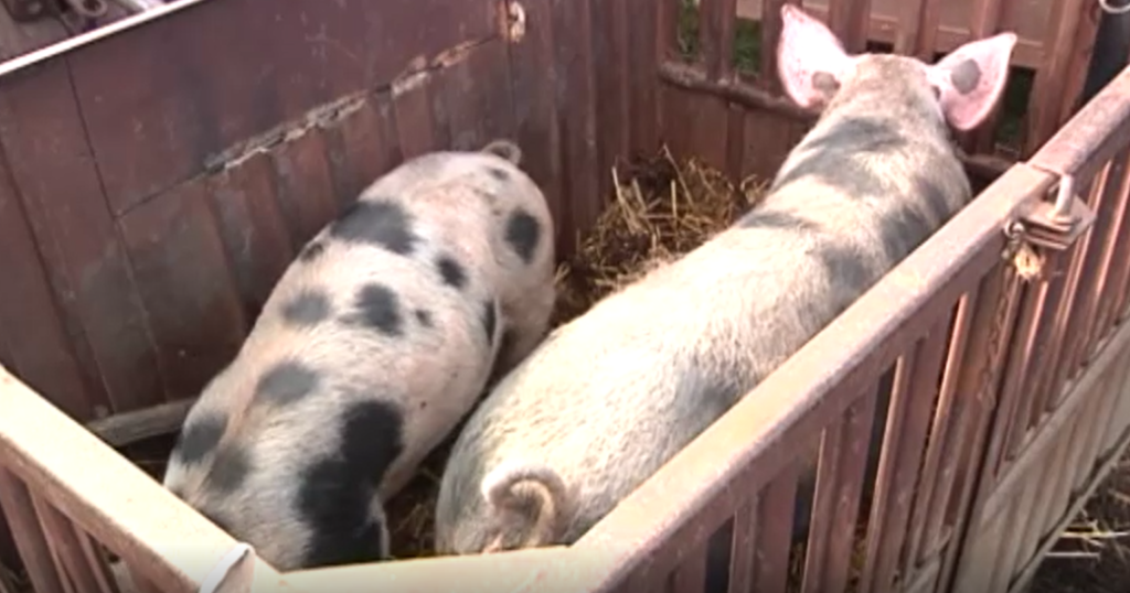 Поново ради Сточна пијаца у Ристовцу