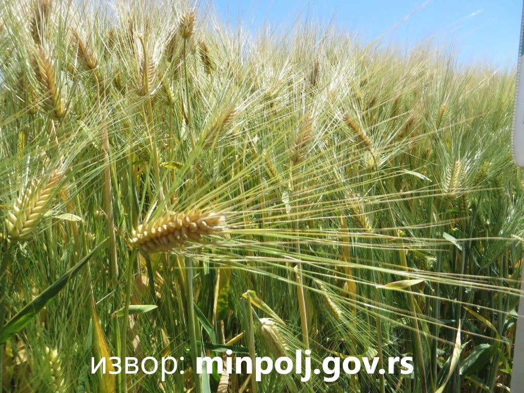 Нова правила за подстицаје у биљној производњи