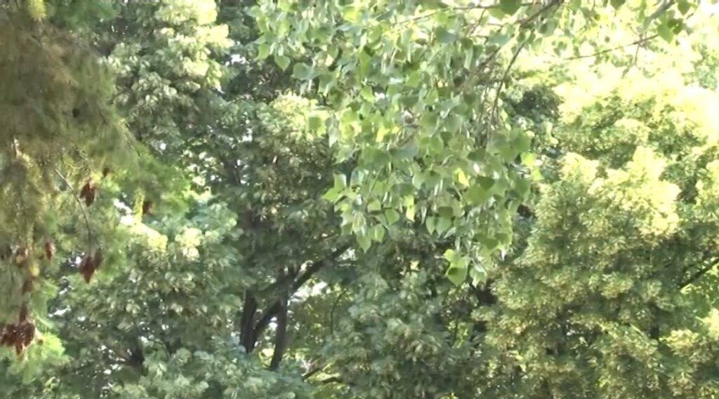 Сезона полена почела: Друга половина марта доноси највећи ризик