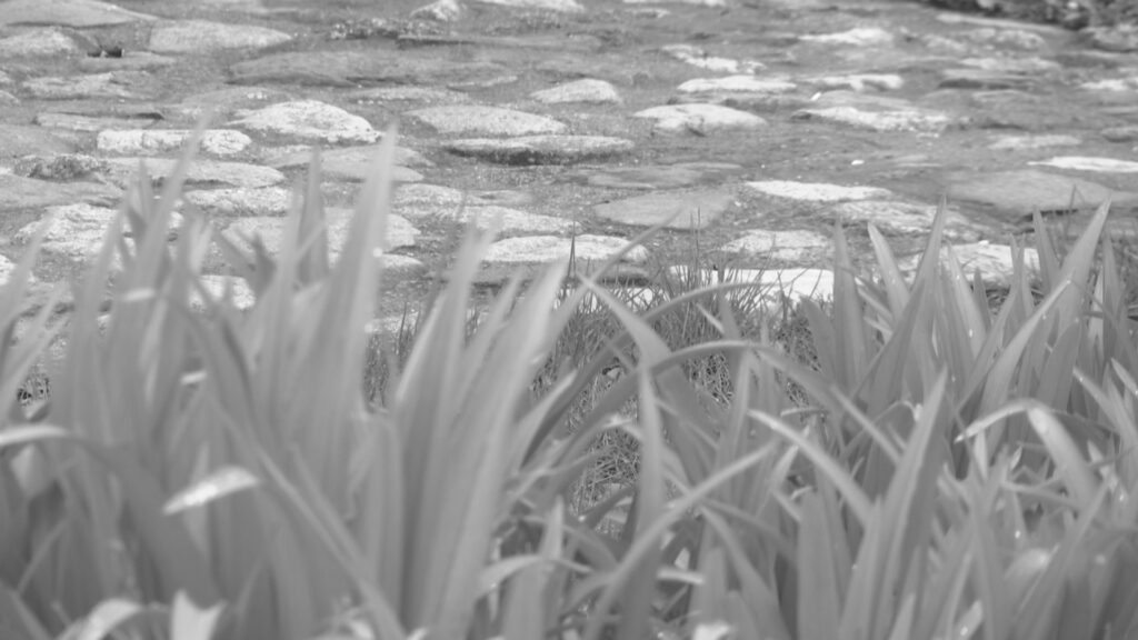 Слађану  Стојановићу награда за филм „Жудња“о врањским обичајима