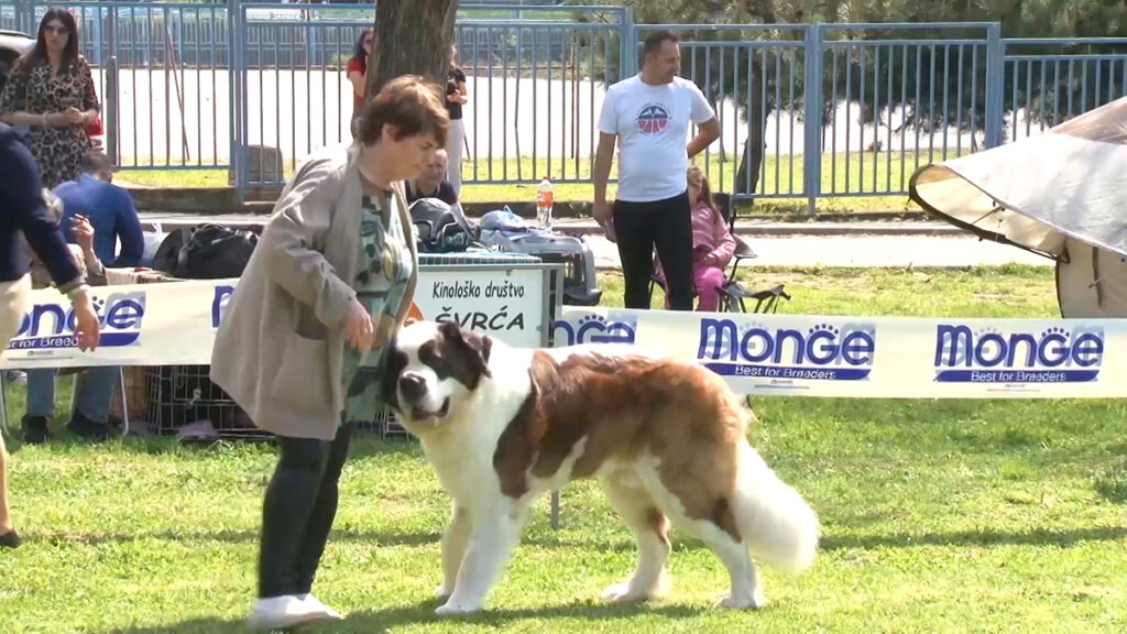 Долази 200 најлепших паса из 19 земаља Европе